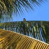 Betaalbaar huren in Suriname