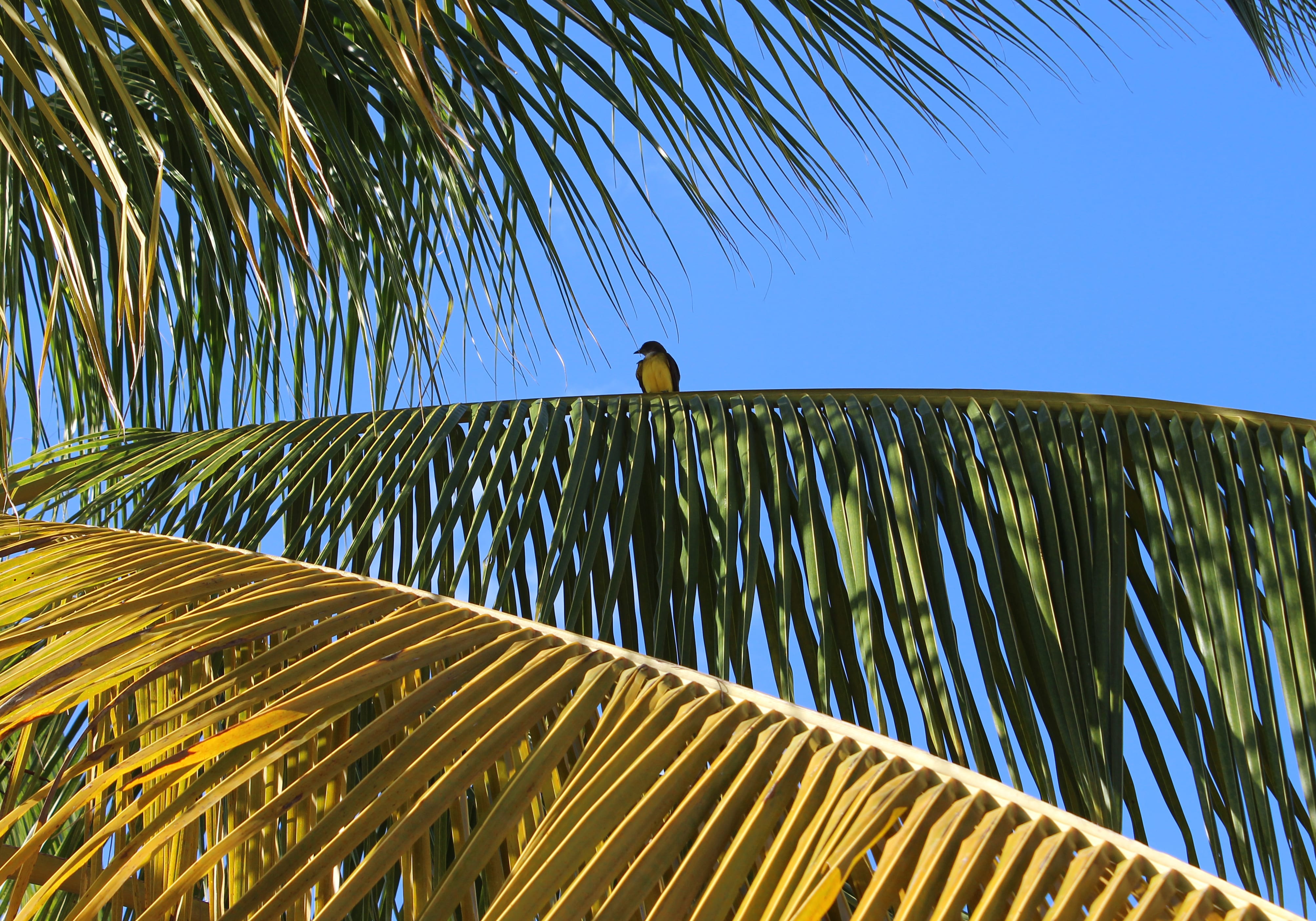 Betaalbaar huren in Suriname