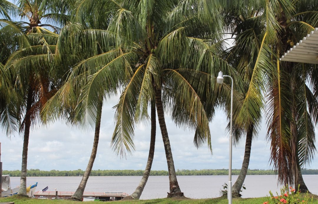 Vakantie Suriname palmbomen