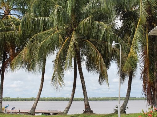 Vakantie Suriname palmbomen