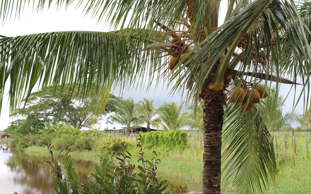 vakantie suriname palmboom