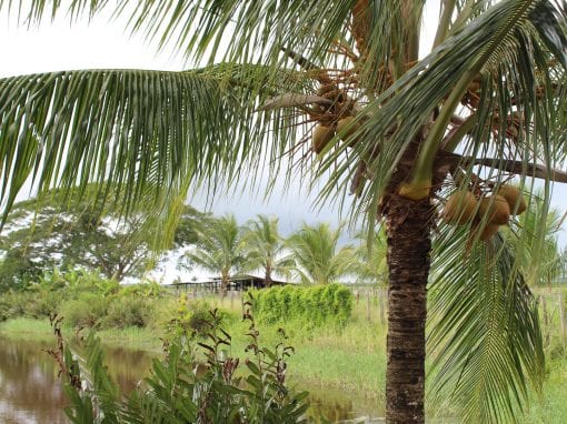 vakantie suriname palmboom