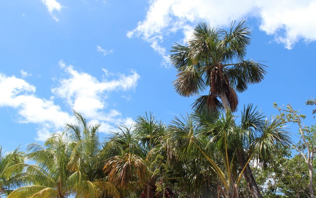 vakantie suriname palmen