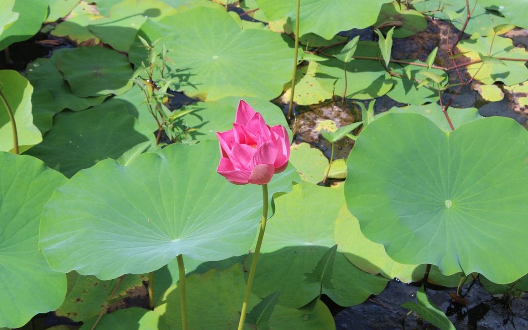 vakantiehuis paramaribo bloem in water