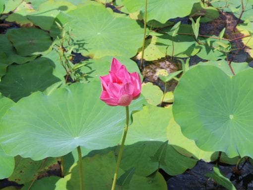 vakantiehuis paramaribo bloem in water