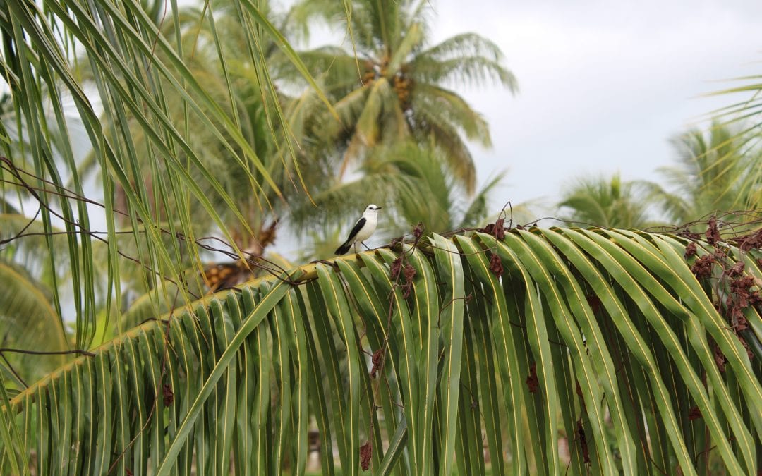 vakantiehuis paramaribo vogeltje