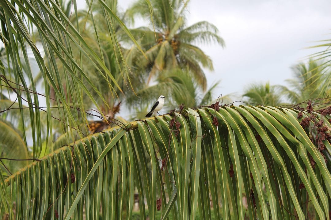 vakantiehuis paramaribo vogeltje