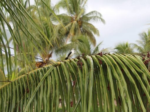 vakantiehuis paramaribo vogeltje