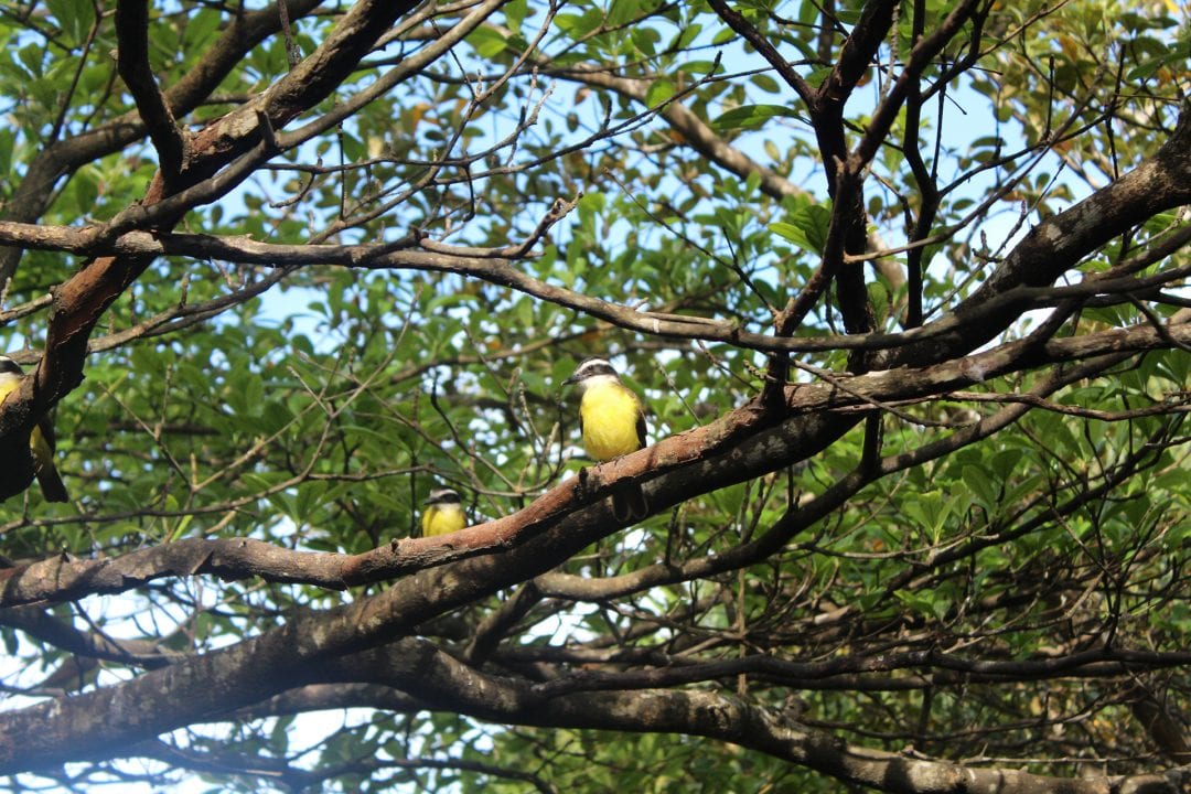 Vakantiewoning paramaribo - vogels